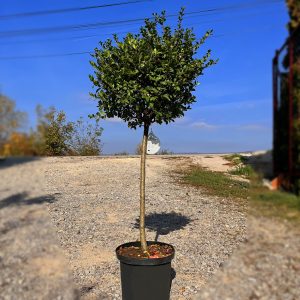 nais-garden-ilex-carolina-sentinel