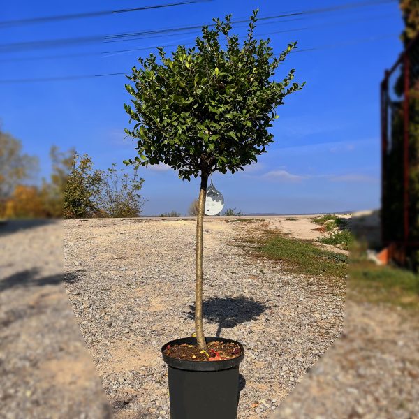 nais-garden-ilex-carolina-sentinel
