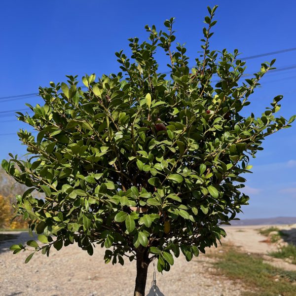 nais-garden-ilex-carolina-sentinel