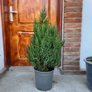 nais-garden-juniperus-chinensis-stricta