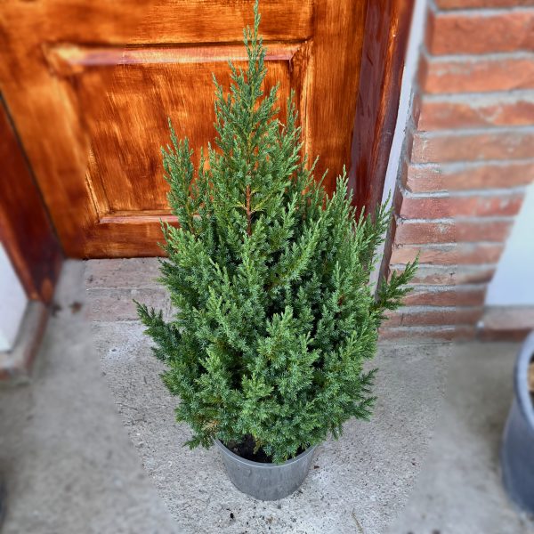 nais-garden-juniperus-chinensis-stricta