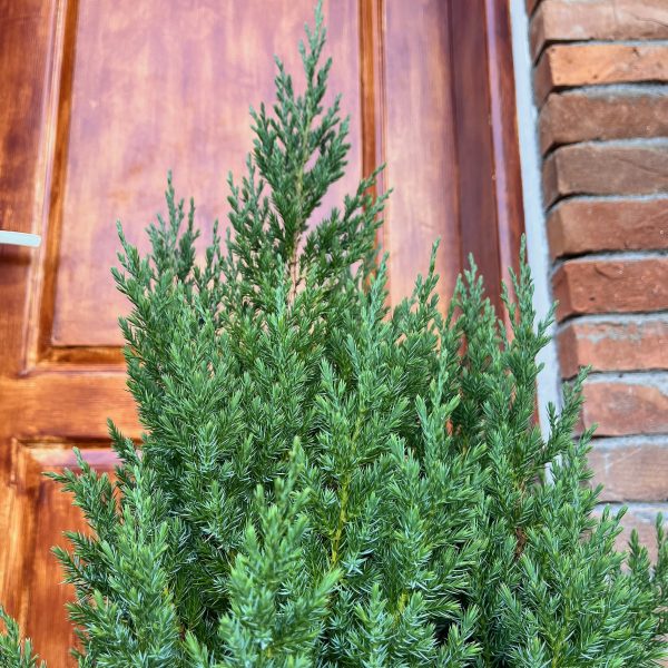 nais-garden-juniperus-chinensis-stricta