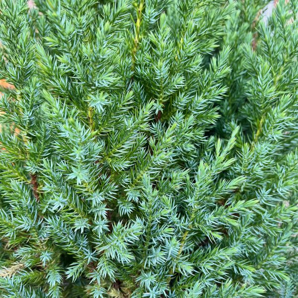 nais-garden-juniperus-chinensis-stricta