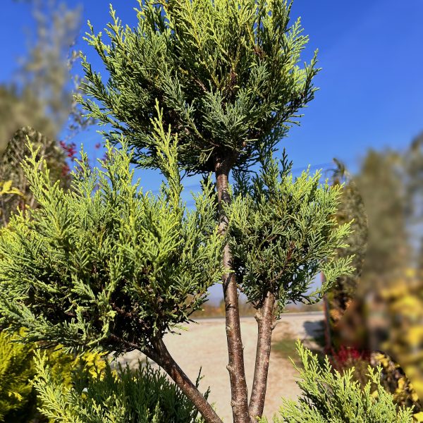 nais-garden-cupressus-leylandii-pon-pon