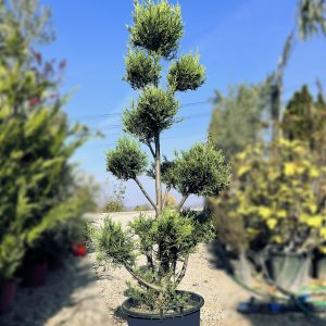 nais-garden-cupressus-leylandii-pon-pon