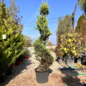 nais-garden-cupressus-leylandii-Spiral