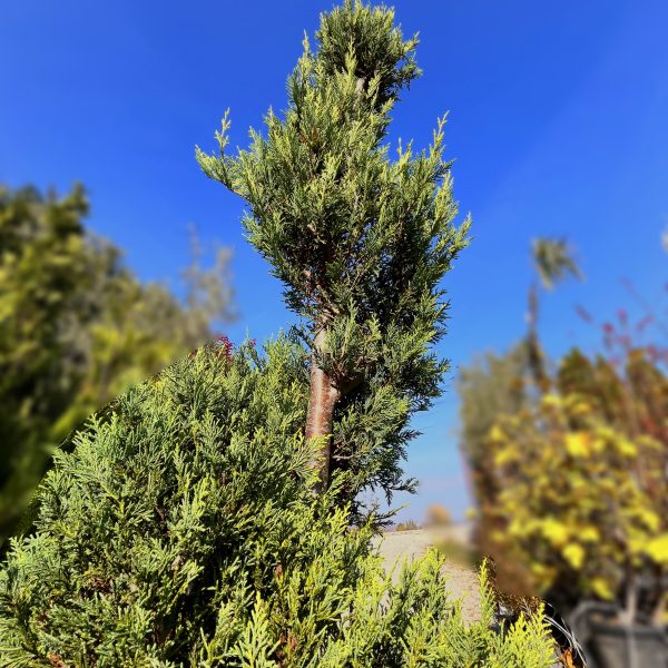 nais-garden-cupressus-leylandii-Spiral