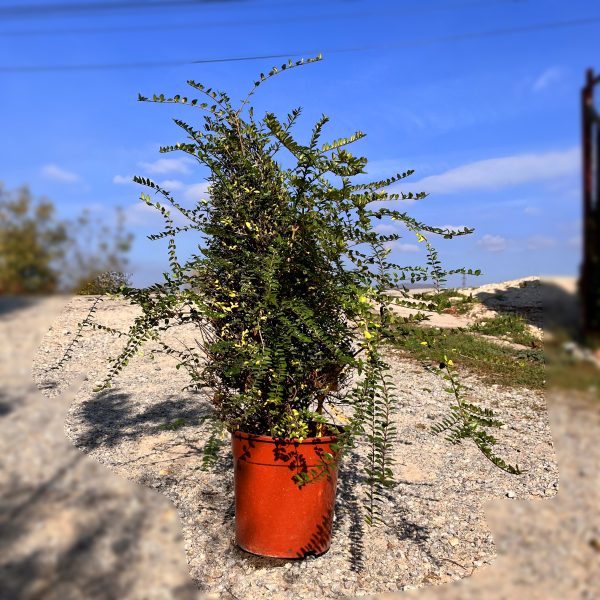 nais-garden-lonicera-elegant