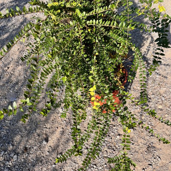 nais-garden-lonicera-elegant