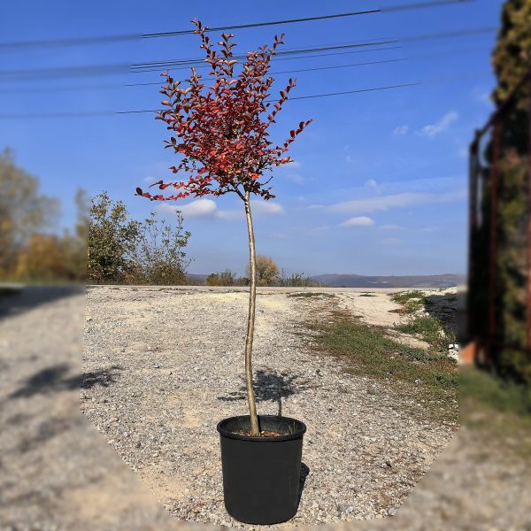 nais-garden-lagerstroemia-indica