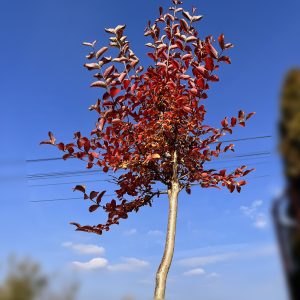 nais-garden-lagerstroemia-indica