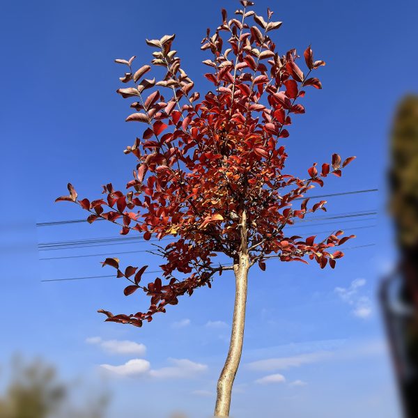 nais-garden-lagerstroemia-indica