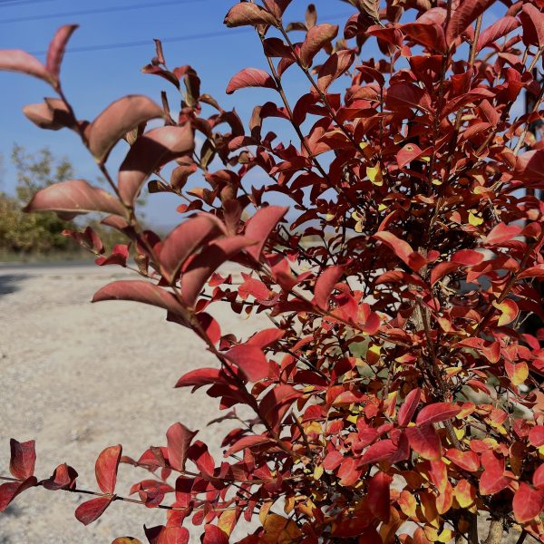nais-garden-lagerstroemia-indica