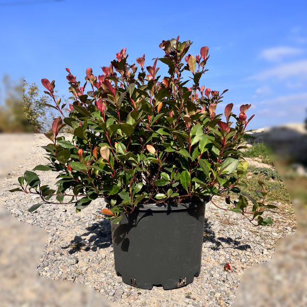 nais-garden-photinia-fraseri-little-red-robin