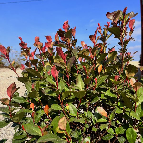 nais-garden-photinia-fraseri-little-red-robin