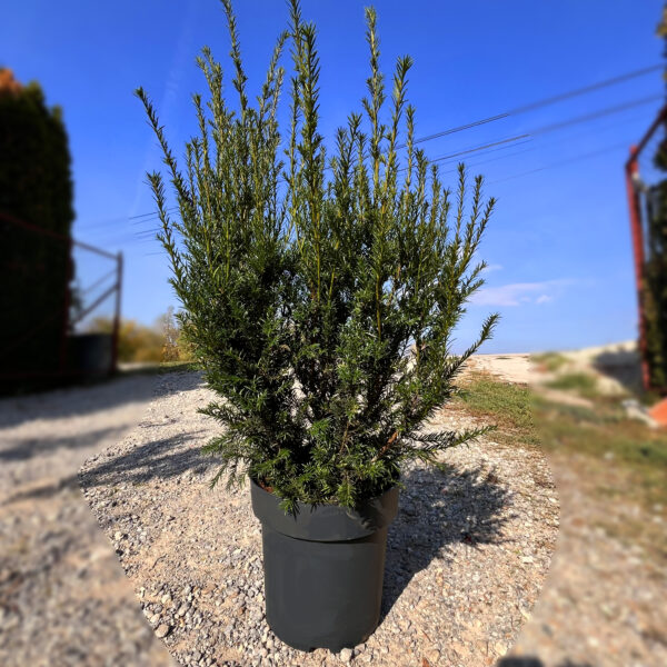 nais-garden-taxus-media-groenland
