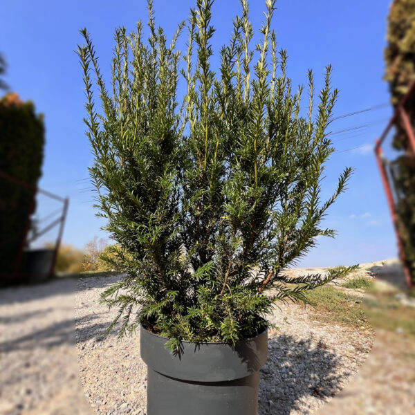 nais-garden-taxus-media-groenland