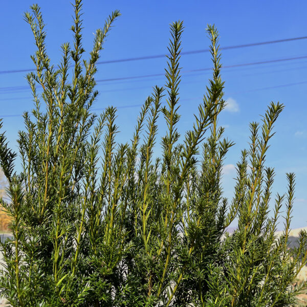 nais-garden-taxus-media-groenland