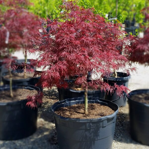 nais-garden-Acer-Dissectum