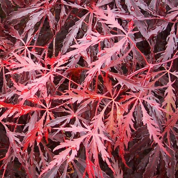 nais-garden-Acer-Dissectum4