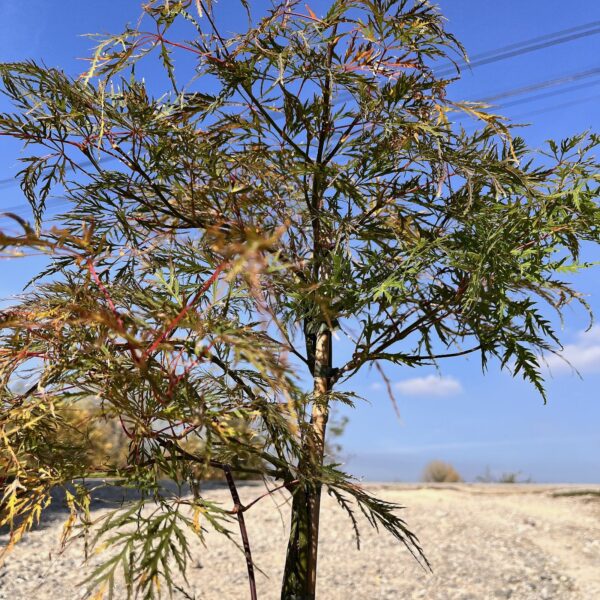 nais-garden-Acer-Dissectum3