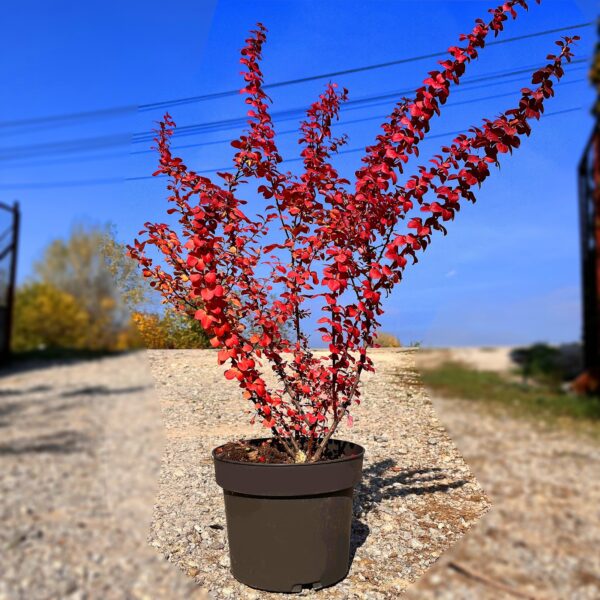 nais-garden-Berberis