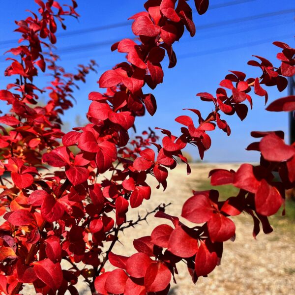 nais-garden-Berberis2