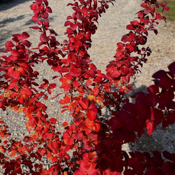 Berberis - Image 2