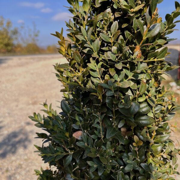 nais-garden-Pyramidalis3