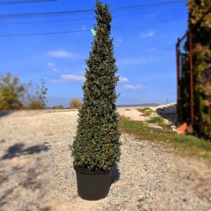 nais-garden-Pyramidalis