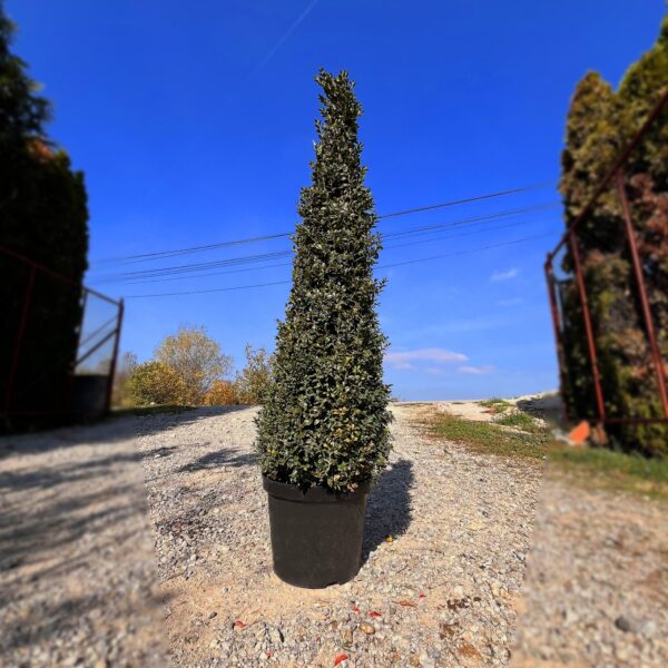 nais-garden-Pyramidalis2