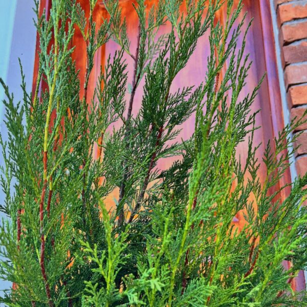 nais-garden-Cupressocyparis2