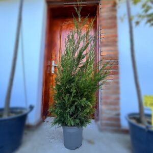 nais-garden-Cupressocyparis