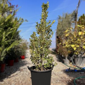 nais-garden-Euonymus-japonicus