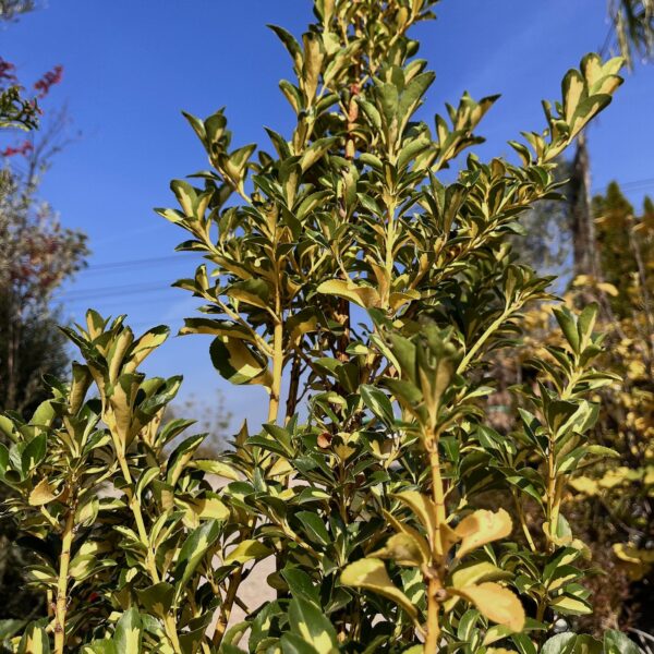 nais-garden-Euonymus-japonicus2