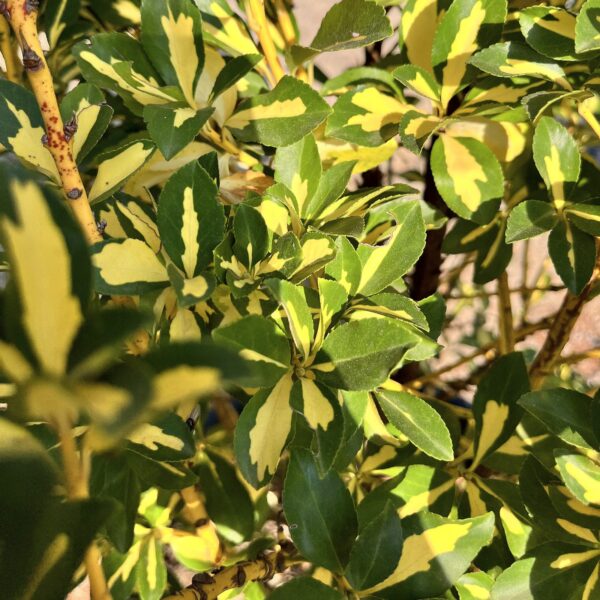 nais-garden-Euonymus-japonicus3