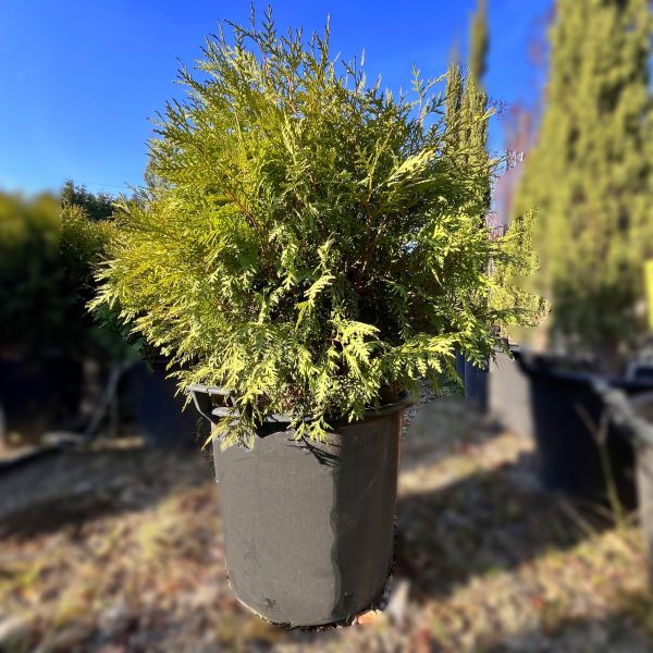 nais-garden-thuja-occidentalis-globosa