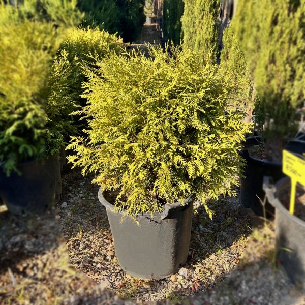 nais-garden-thuja-occidentalis-globosa