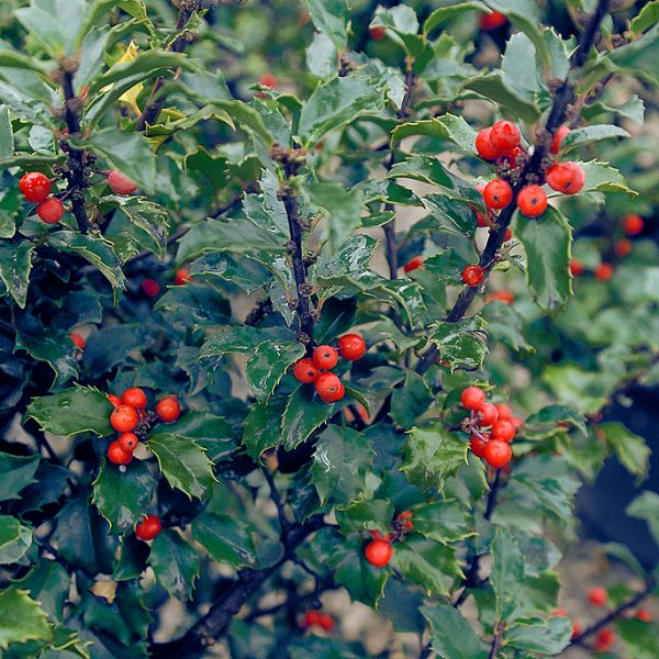 nais-garden-ilex-meserveae