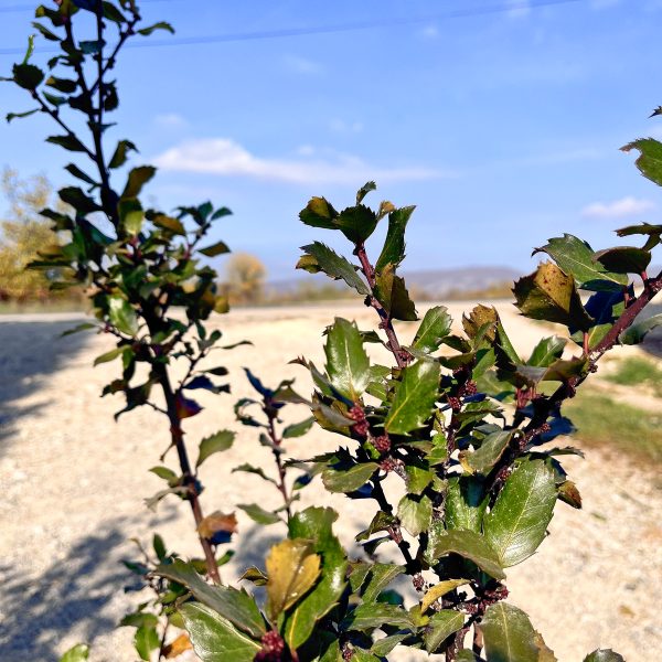 nais-garden-ilex-meserveae