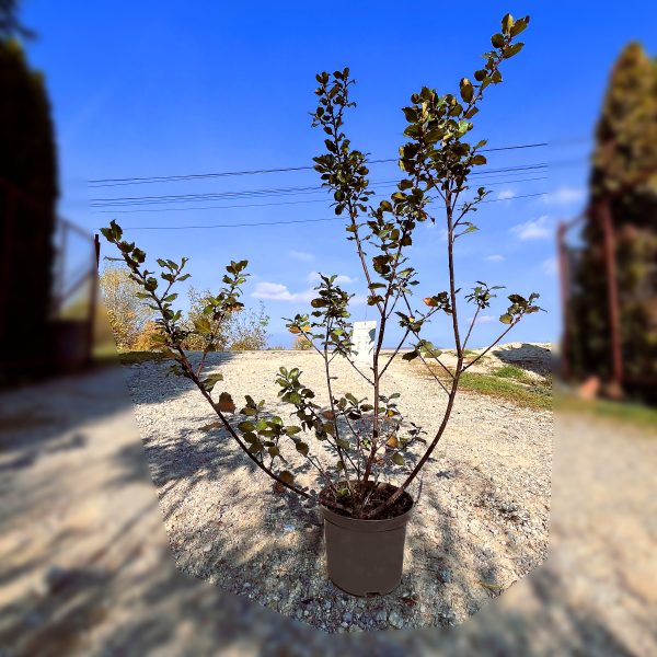 nais-garden-ilex-meserveae