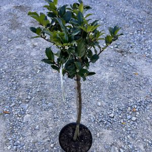 nais-garden-ilex-meserveae