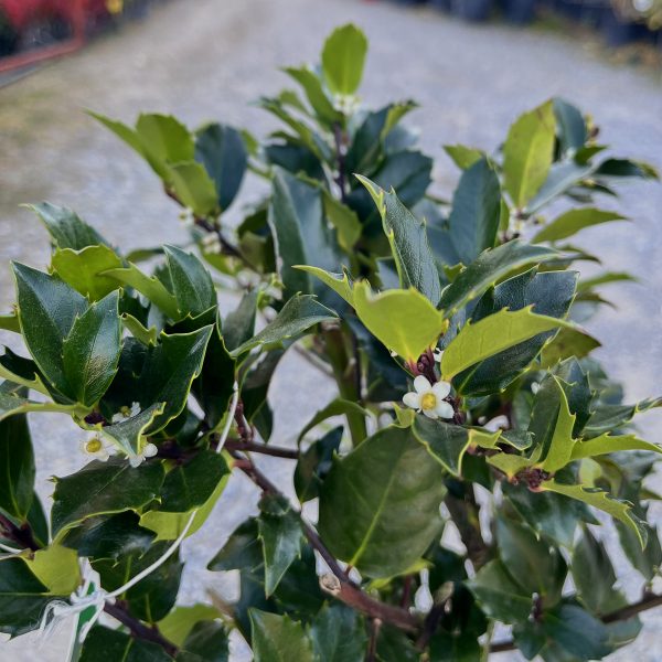 nais-garden-ilex-meserveae