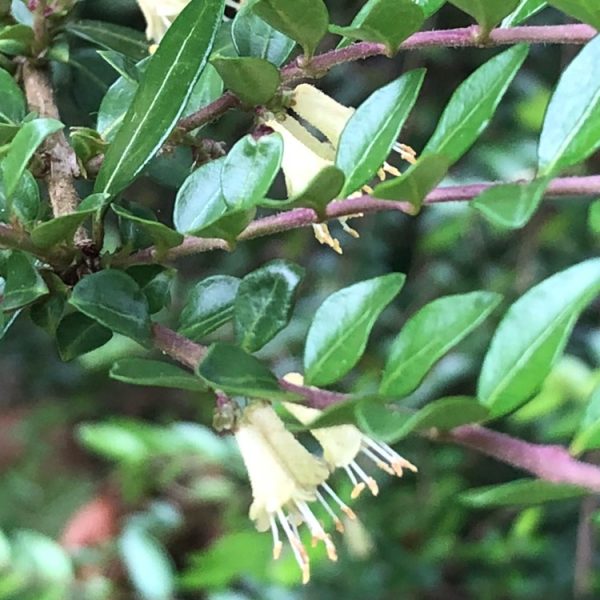 nais-garden-lonicera-elegant