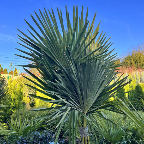 nais-garden-trachycarpus-fortunei