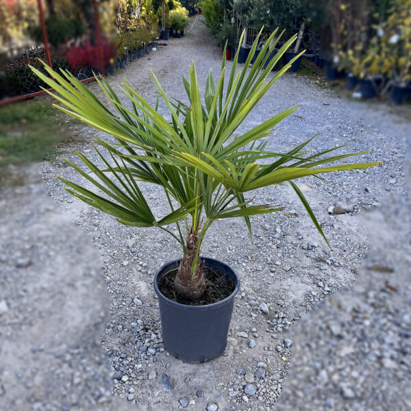 nais-garden-trachycarpus-fortunei
