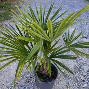 nais-garden-trachycarpus-fortunei