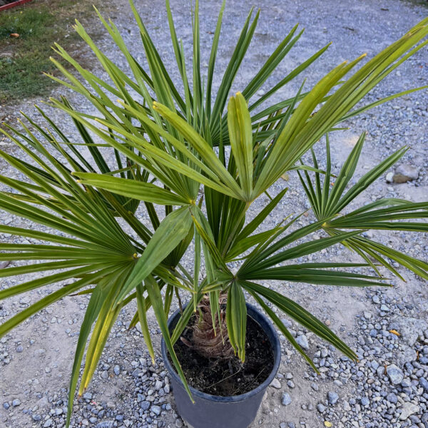 nais-garden-trachycarpus-fortunei