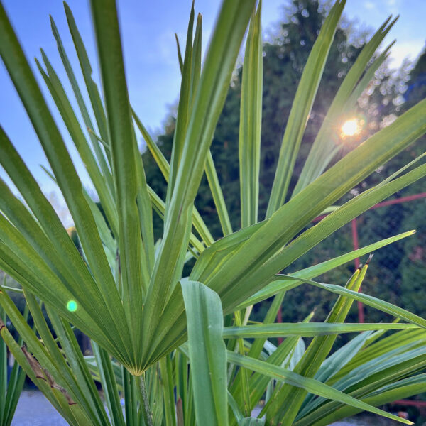nais-garden-trachycarpus-fortunei