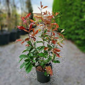 nais-garden-photinia-fraseri-red-robin